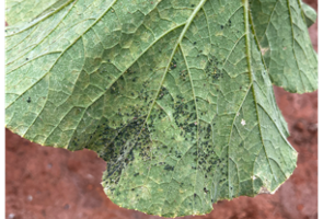 Image of aphids on the underside of pumpkin leaf with red soil background. 