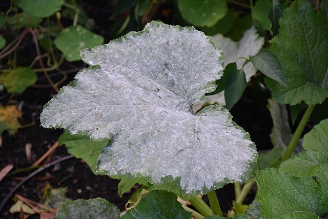 Image of powdery mildew on cucurbit. 