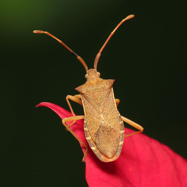 Image of a squash bug on top of a plant surface on black background.