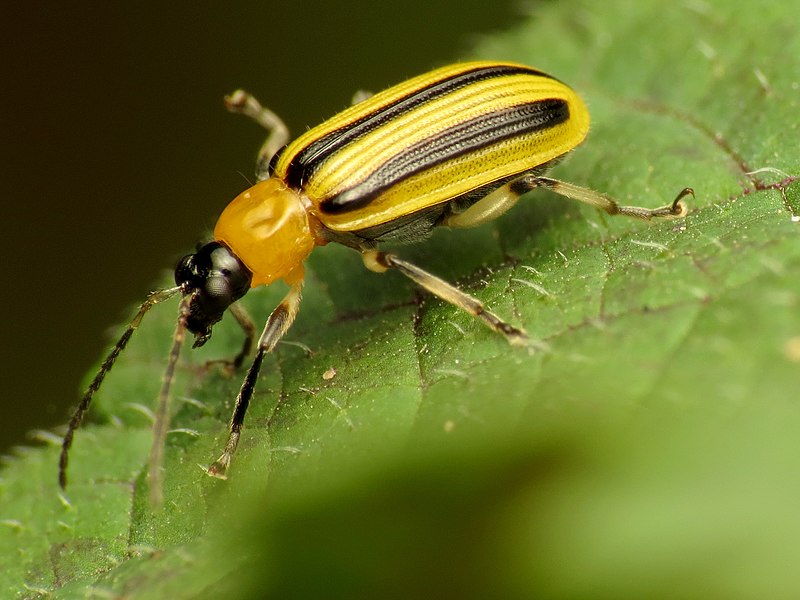 Image of striped cucumber beetle on top of a leaf surface.