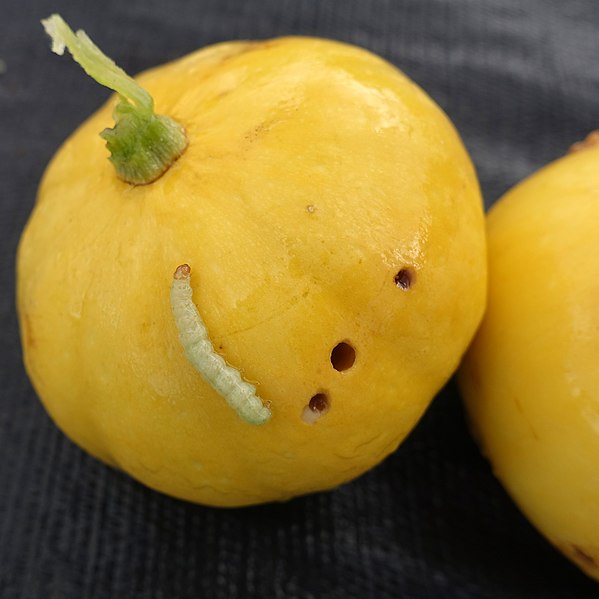 Image of pickleworm boring out of a small squash on gray background. 