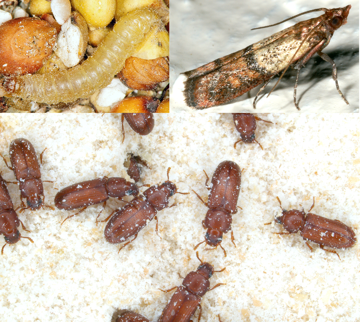 mealworms in grain, pantry beetles in white flour