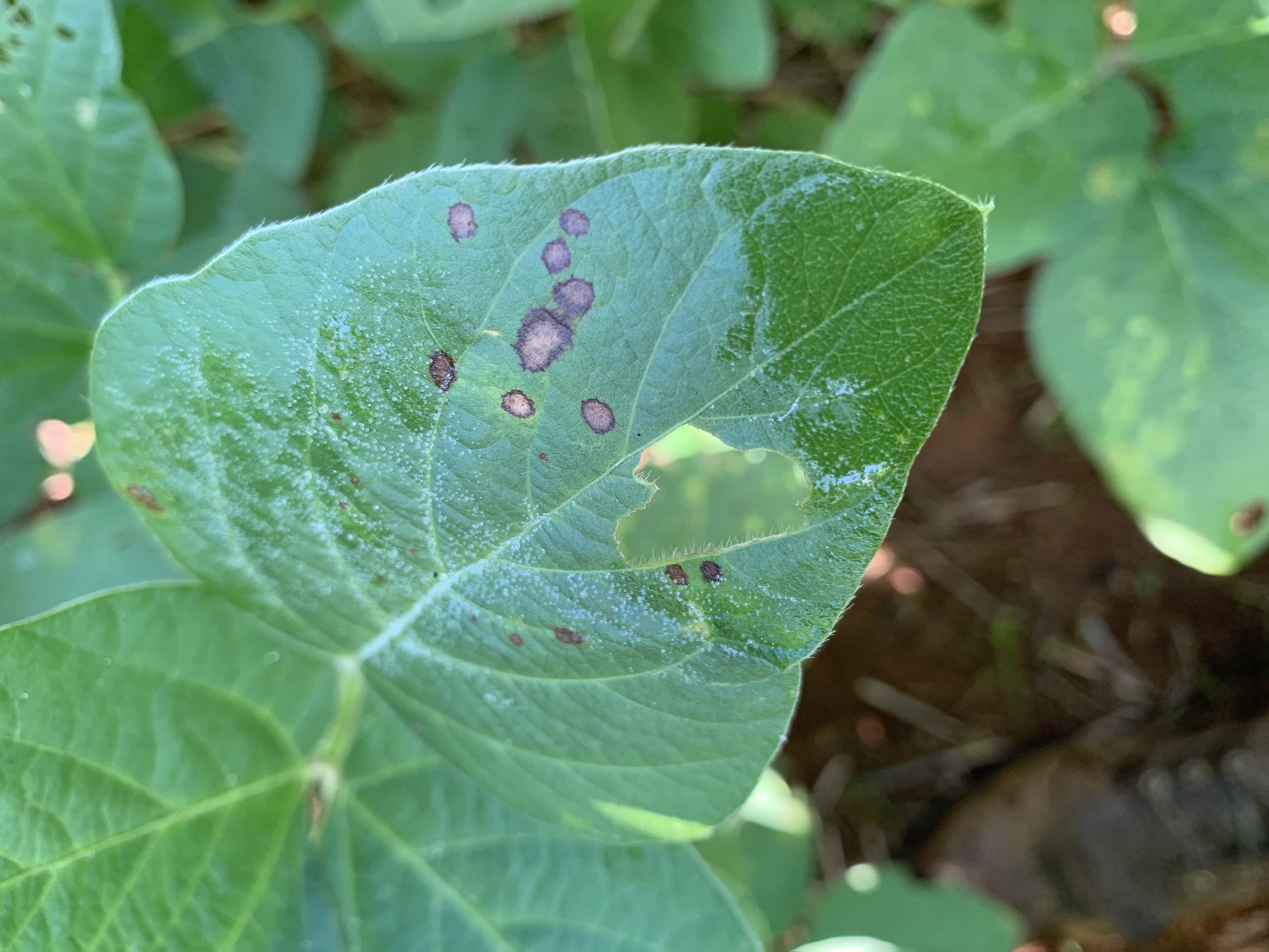 Frogeye leaf spot on soybean