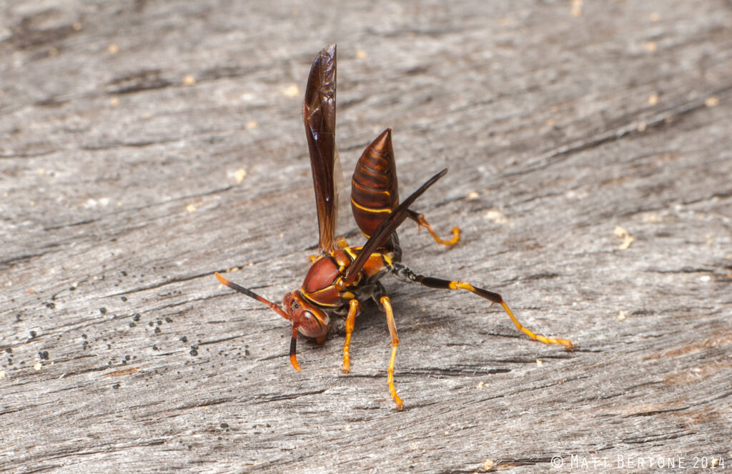 A brown and yellow wasp.