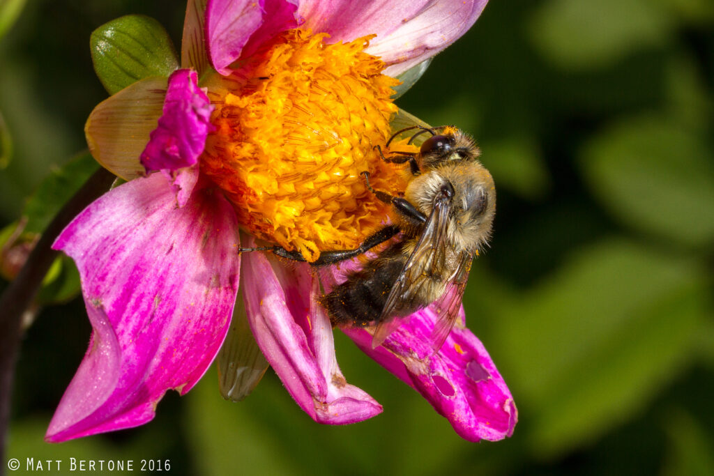 A bee on a flower.