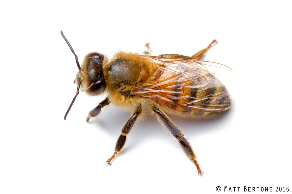 A fuzzy brown and yellow flying insect.