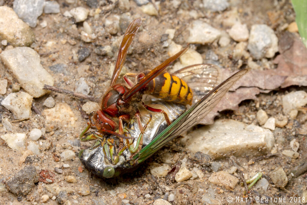 A wasp on a cicada.