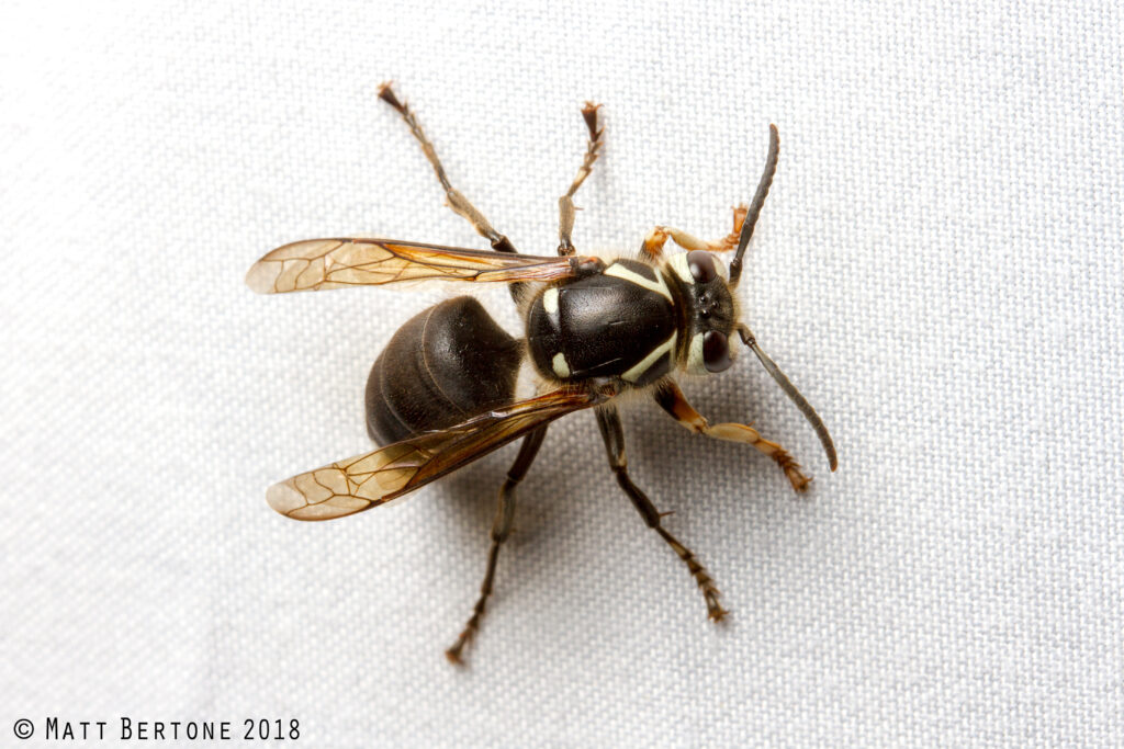 A mostly black insect with small spots of yellow towards the front.