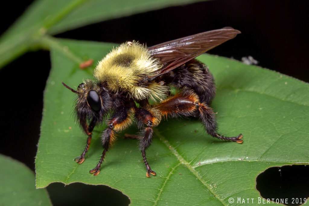 A large fuzzy flying insect.