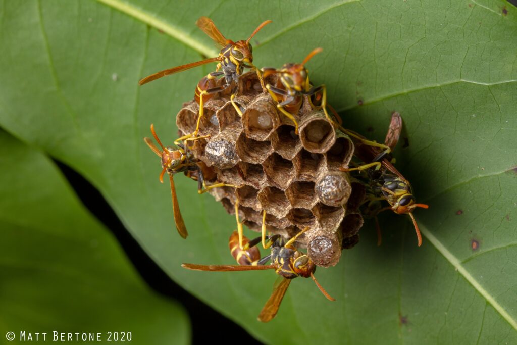 A group of wasps on a nest attached to a leaf.