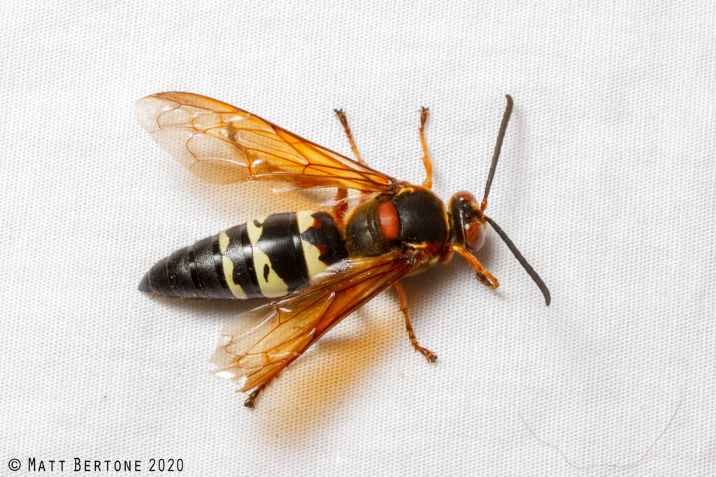 A wide bodied wasp.