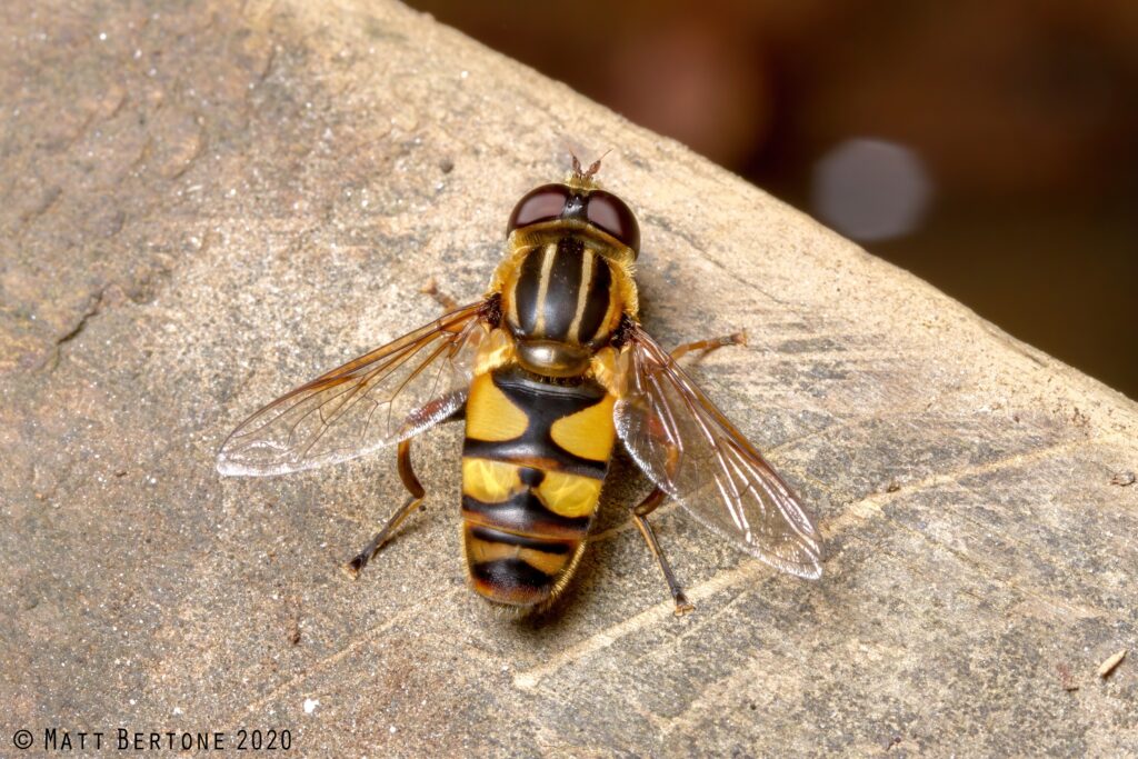 A fly with colors similar to a bee.