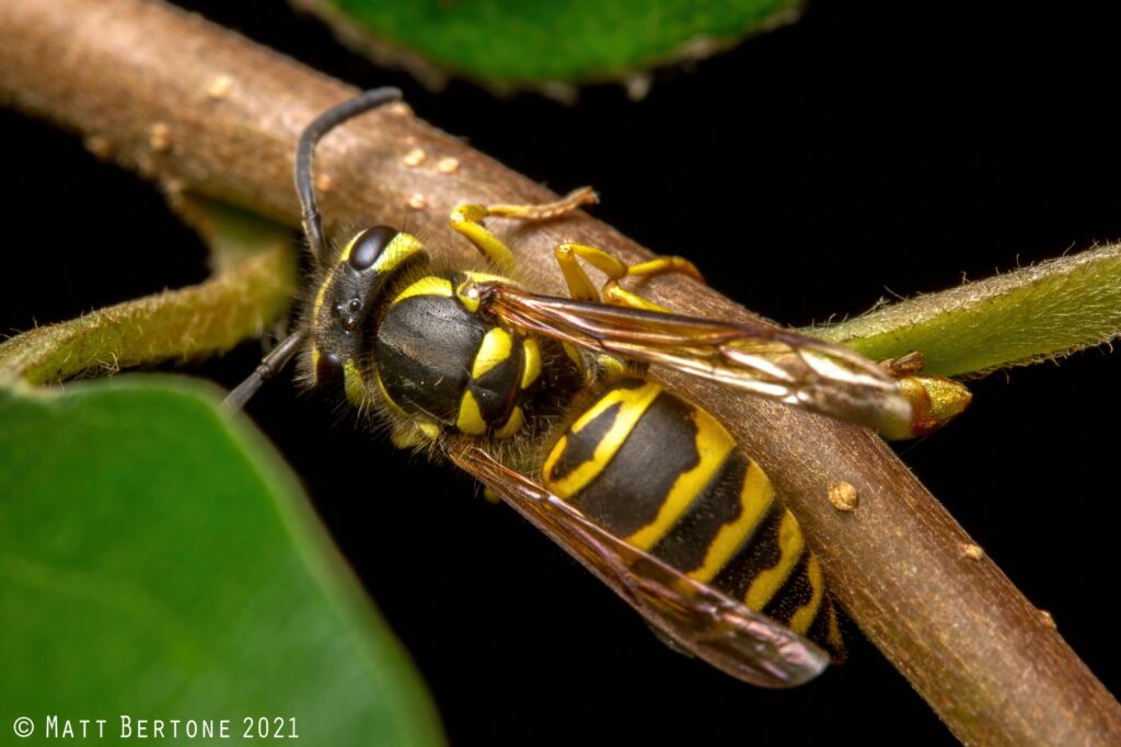 A black and yellow insect clinging to a woody stem.