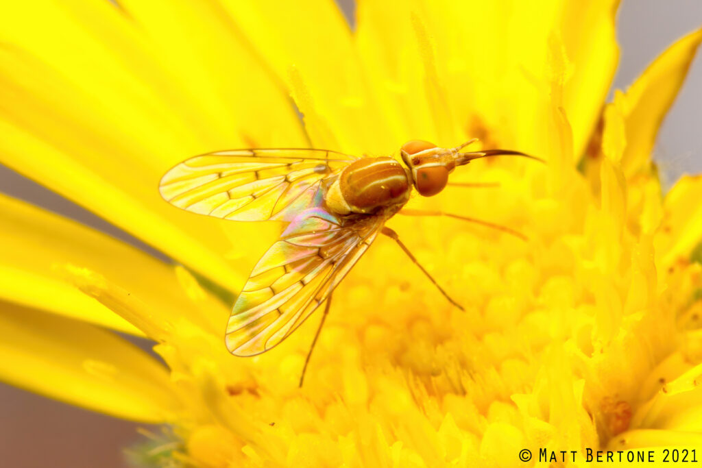 A fly with a large proboscis. 