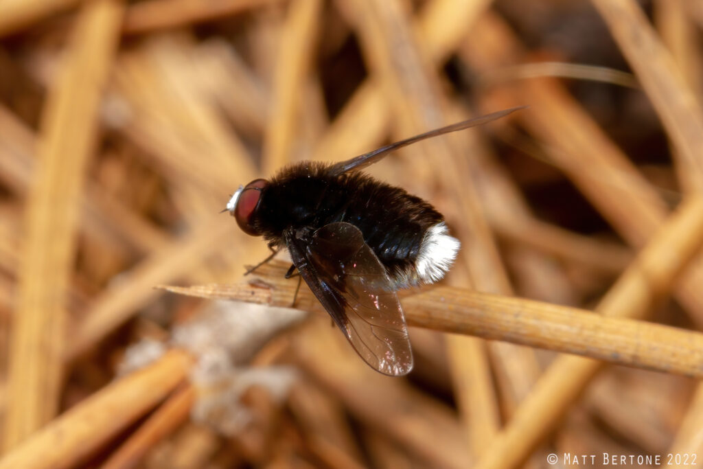 A fuzzy black fly with white spots on the front and back.