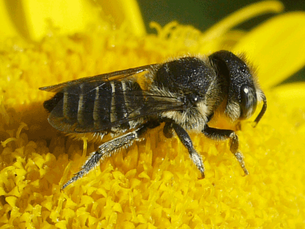 A flying insect on a flower.