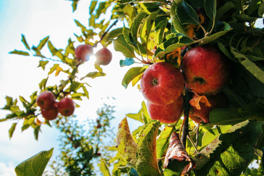 close up photo of red apples hanging from tree branch of apple tree