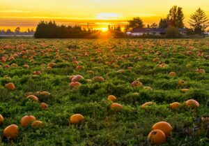 pumpkin field at sunset