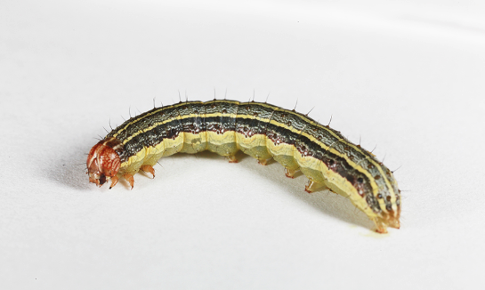 green worm, brown face, black and green stripe down back