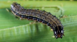 army worm on green background