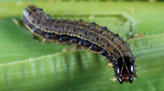 army worm on green background